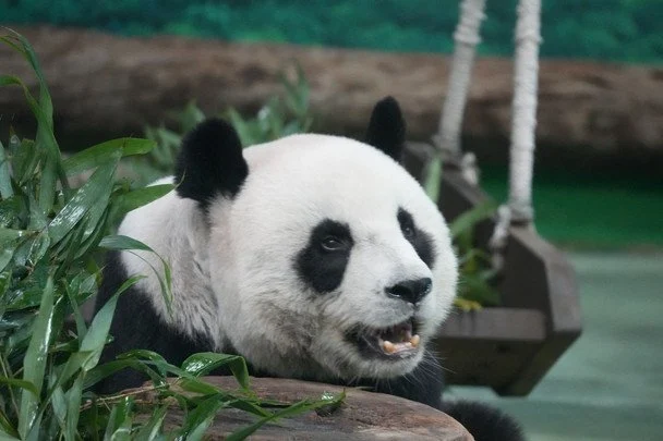 27 жовтня Міжнародний день панди / © pexels.com